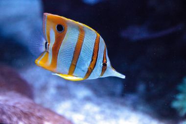 Bakır bantlı butterflyfish, Chelmon rostratus