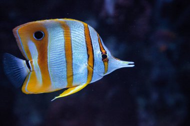 Bakır bantlı butterflyfish, Chelmon rostratus