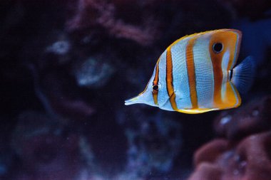 Bakır bantlı butterflyfish, Chelmon rostratus