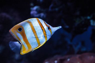 Bakır bantlı butterflyfish, Chelmon rostratus