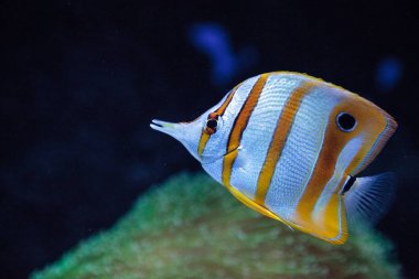 Bakır bantlı butterflyfish, Chelmon rostratus