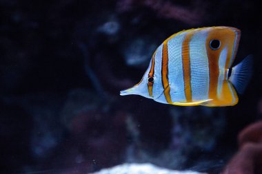 Bakır bantlı butterflyfish, Chelmon rostratus