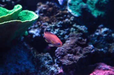 Pseudanthias squamipinnis bilinen Lyretail Anthias balık