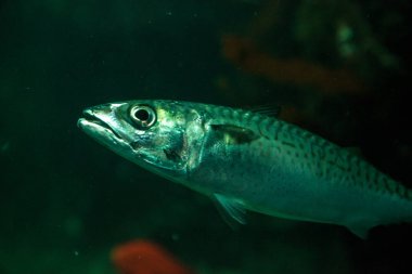 Pasifik sardalya balık Sardinops sagax