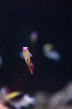 Mor kap firefish, Nemateleotris decora