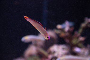 Mor kap firefish, Nemateleotris decora