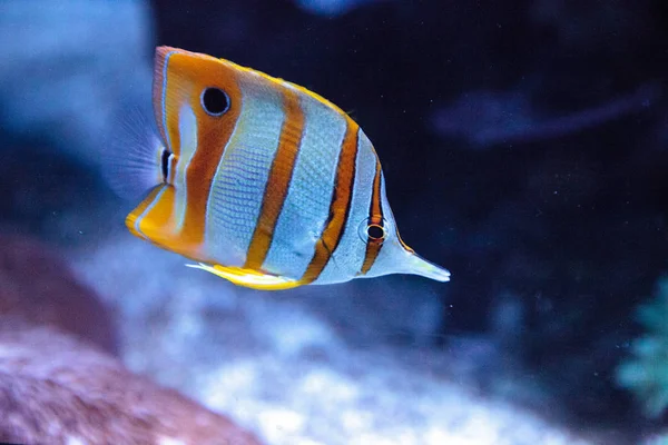 Kupferband-Schmetterlingsfisch, chelmon rostratus — Stockfoto
