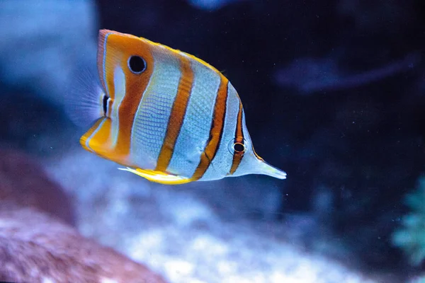 Butterflyfish de cobre, Chelmon rostratus — Fotografia de Stock