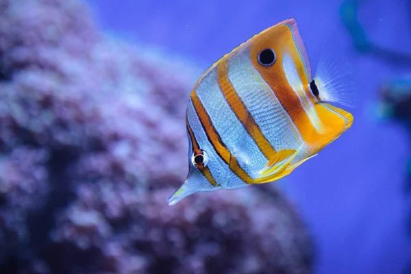 Copper-banded butterflyfish, Chelmon rostratus — Stockfoto