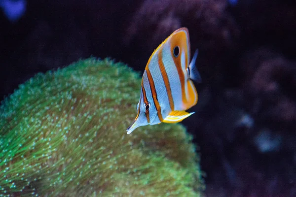 Copper-banded butterflyfish, Chelmon rostratus — Stockfoto