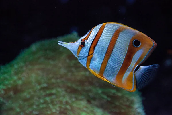 Koppar-banded fjärilsfisk, Chelmon rostratus — Stockfoto