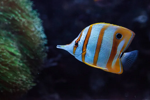 Copper-banded butterflyfish, Chelmon rostratus — Stock Photo, Image