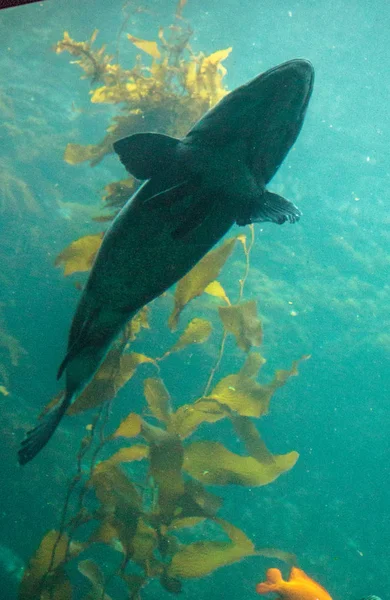 巨海鲈鱼鱼 Stereolepis 牡蛎 — 图库照片