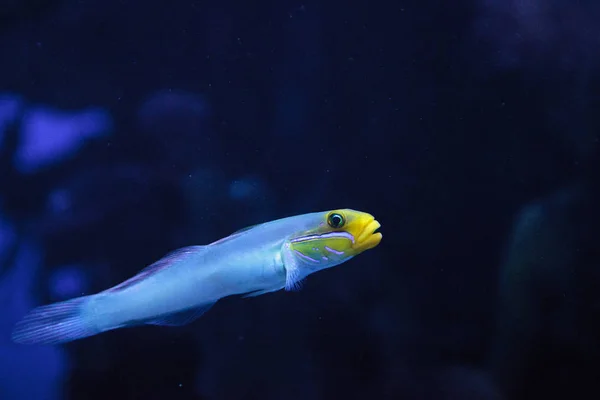 Dormir Ouro Cabeça Goby peixe Valenciennea strigata — Fotografia de Stock