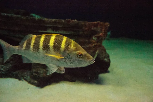 Peixe-grunhido-cinzento Haemulon sexfasciatum — Fotografia de Stock