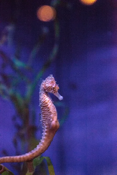 Caballo de mar Longsnout conocido como Hippocampus reidi — Foto de Stock