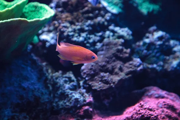 Lyretail Anthias peixe conhecido como Pseudanthias squamipinnis — Fotografia de Stock