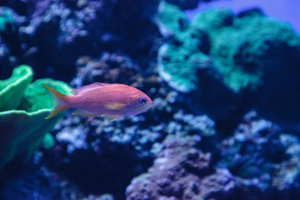 Lyretail Anthias fish known as Pseudanthias squamipinnis — Stock Photo, Image