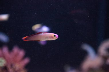 Mor kap firefish, Nemateleotris decora
