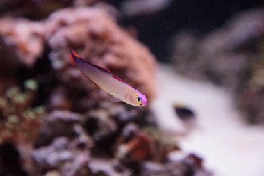 Mor kap firefish, Nemateleotris decora