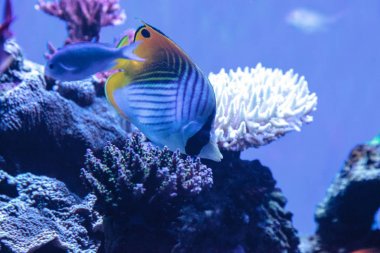 Rakun Kelebek Balığı Chaetodon Lunula