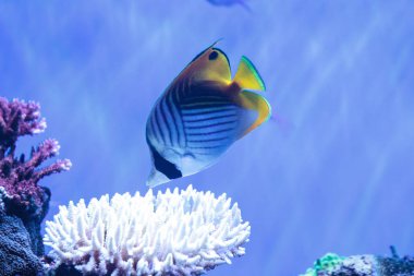 Rakun Kelebek Balığı Chaetodon Lunula