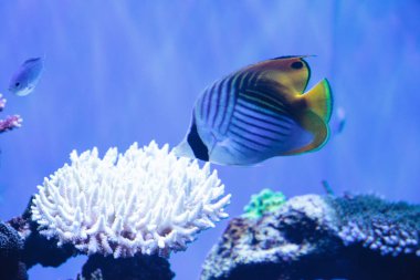 Rakun Kelebek Balığı Chaetodon Lunula