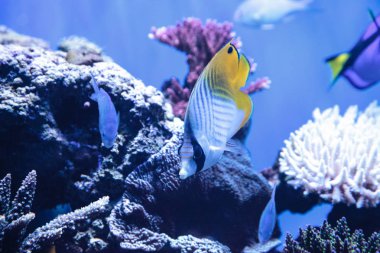 Rakun Kelebek Balığı Chaetodon Lunula