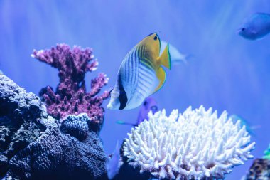 Rakun Kelebek Balığı Chaetodon Lunula