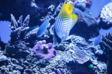 Rakun Kelebek Balığı Chaetodon Lunula