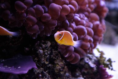 Amphiprion perideraion olarak adlandırılan portakal kokarca palyaço balığı
