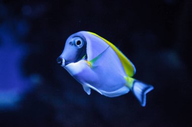 Powderblue tang balık Acanthurus leucosternon