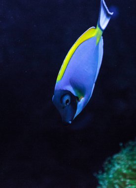 Powderblue tang balık Acanthurus leucosternon