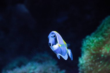 Powderblue tang balık Acanthurus leucosternon