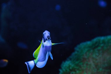 Powderblue tang balık Acanthurus leucosternon