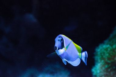 Powderblue tang balık Acanthurus leucosternon