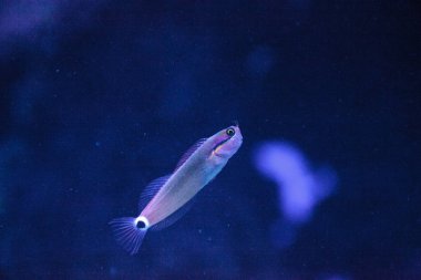 Tailspot Blenny Ecsenius stigmatura