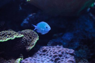 Mavi yeşil Vanderbilts chomis balık, krom vanderbilti