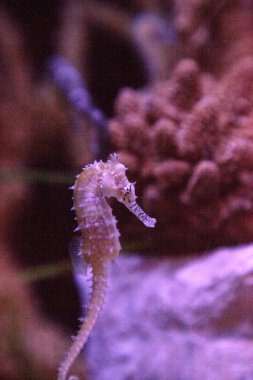 Zebra-burun Hippocampus Hippocampus barbouri