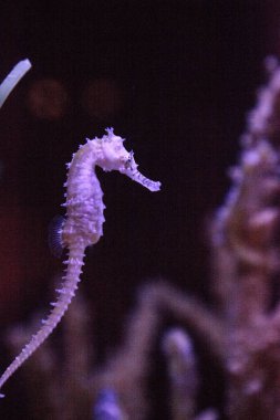 Zebra-burun Hippocampus Hippocampus barbouri