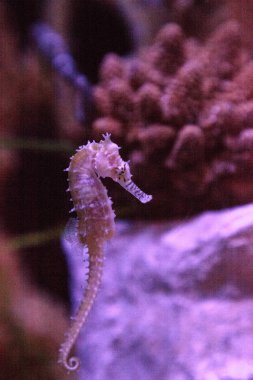 Zebra-burun Hippocampus Hippocampus barbouri