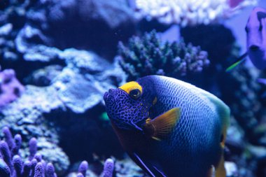 Mavi yüzlü melek balığı Pomacanthus xanthometopon