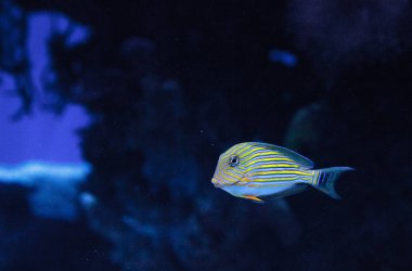 Çizgili Cerrah Balığı Acanthurus serisi