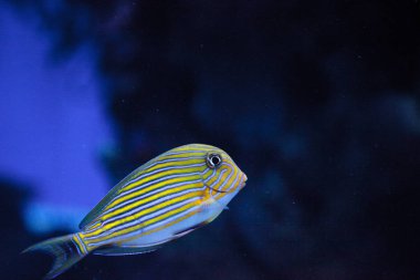 Çizgili Cerrah Balığı Acanthurus serisi