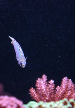 Shotsilk kaya balığı Ptereleotris zebra