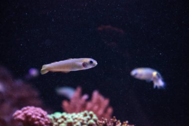 Shotsilk kaya balığı Ptereleotris zebra