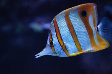 Bakır bantlı butterflyfish, Chelmon rostratus