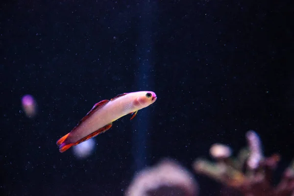 Luciérnaga púrpura, Nemateleotris decora — Foto de Stock