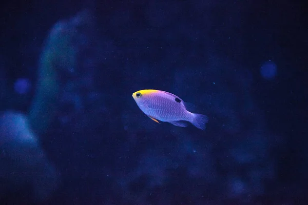 Tailspot Blenny Ecsenius stigmatura — Stock Photo, Image