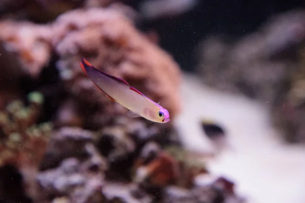 Cap Purple firefish, Nemateleotris decora — Fotografia de Stock